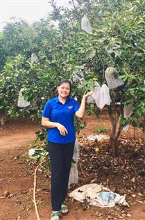 Thanh niên Vĩnh Linh lập nghiệp từ mô hình trồng cây ăn quả