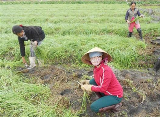 Trồng ném theo hướng hữu cơ – bước chuyển mới cho vùng cát ven biển