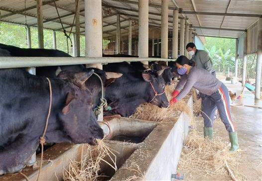 Hiệu quả từ mô hình chăn nuôi bò 3B ở Triệu Phong