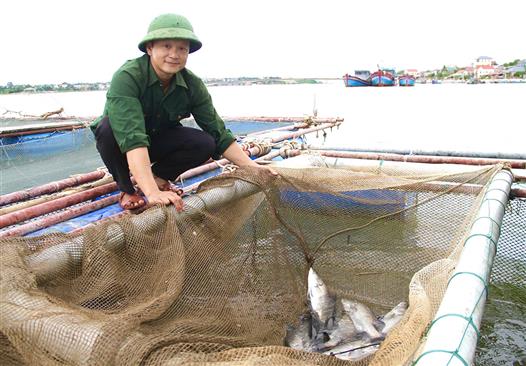 Nhiều mô hình sản xuất nông - lâm - thủy sản ở Gio Linh đạt hiệu quả cao